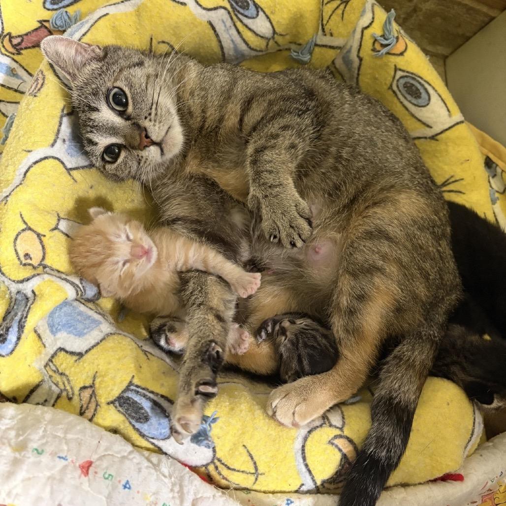 Cannoli, a Adoptable Domestic Short Hair in Mankato, MN image 3/3