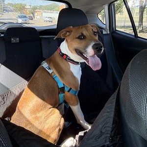 Enlarge Earl Grey, an adopted Mixed Breed in Philadelphia, PA image 5/6