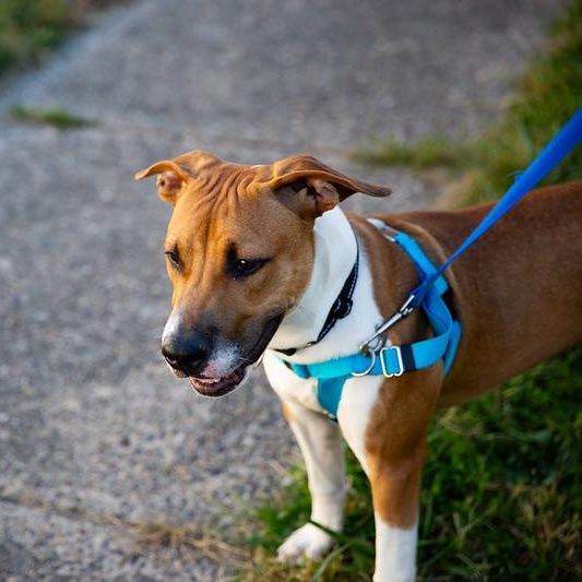 Enlarge Earl Grey, an adopted Mixed Breed in Philadelphia, PA image 3/6