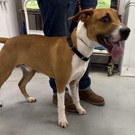 Enlarge Earl Grey, an adopted Mixed Breed in Philadelphia, PA image 6/6