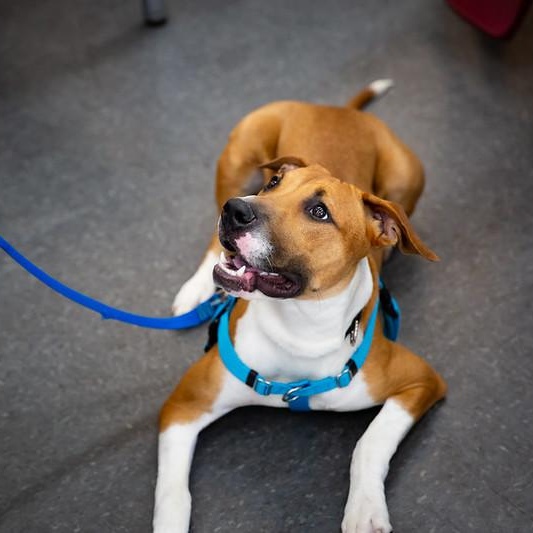 Enlarge Earl Grey, an adopted Mixed Breed in Philadelphia, PA image 2/6