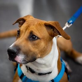 Enlarge Earl Grey, an adopted Mixed Breed in Philadelphia, PA image 1/6