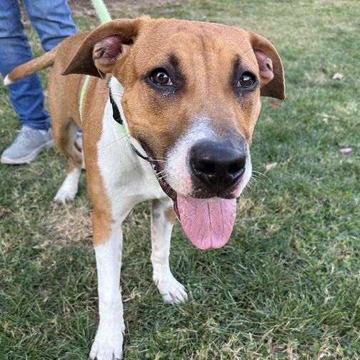 Enlarge Earl Grey, an adopted Mixed Breed in Philadelphia, PA image 4/6