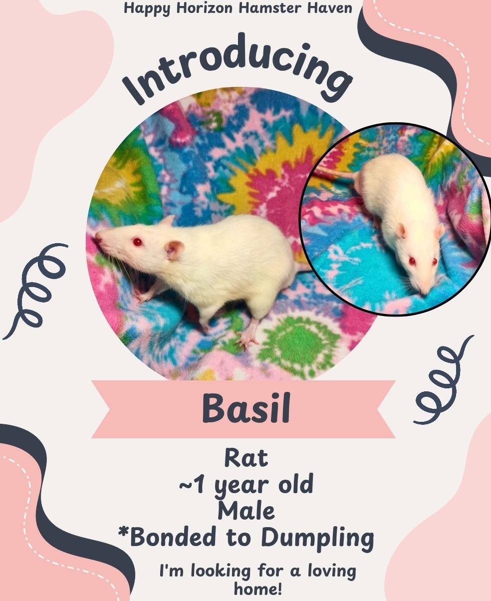 Enlarge Basil & Dumpling, a ADOPTABLE Rat in West Chester, OH image 1/2