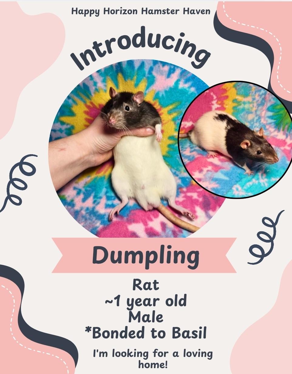 Enlarge Basil & Dumpling, a ADOPTABLE Rat in West Chester, OH image 2/2