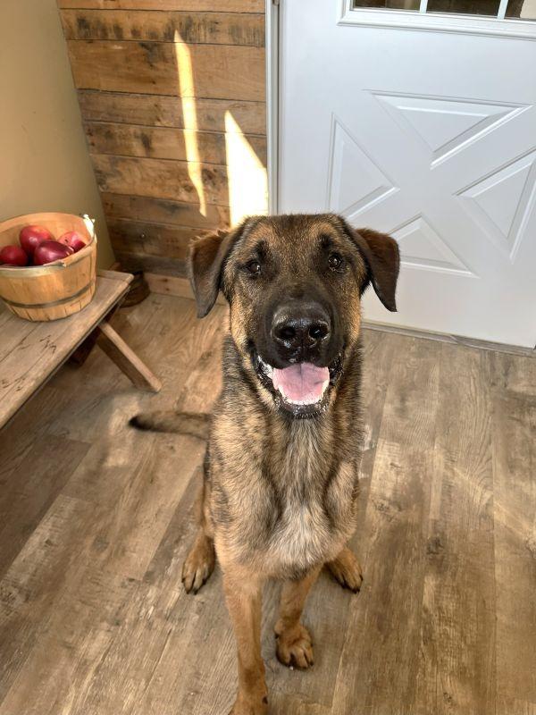 Thor, Adoptable, Adult Male German Shepherd Dog.