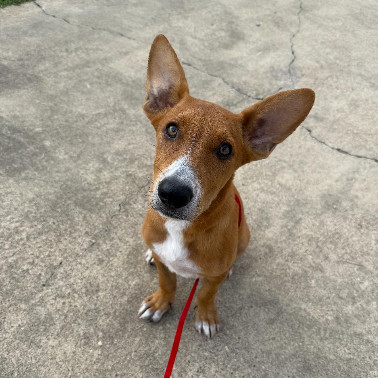 Tucker, a Adoptable mixed breed in Fredericksburg, VA image 2/2