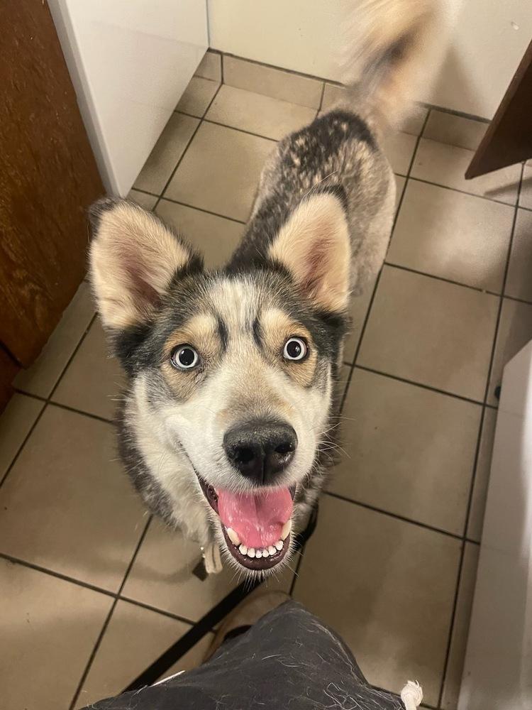 Moana, Adoptable, Adult Female Husky.