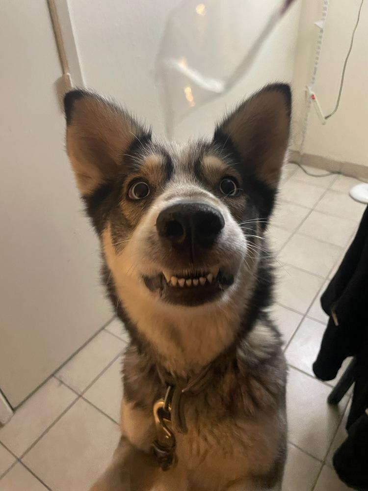 Enlarge Moana, a Adoptable Husky in Albuquerque, NM image 2/3