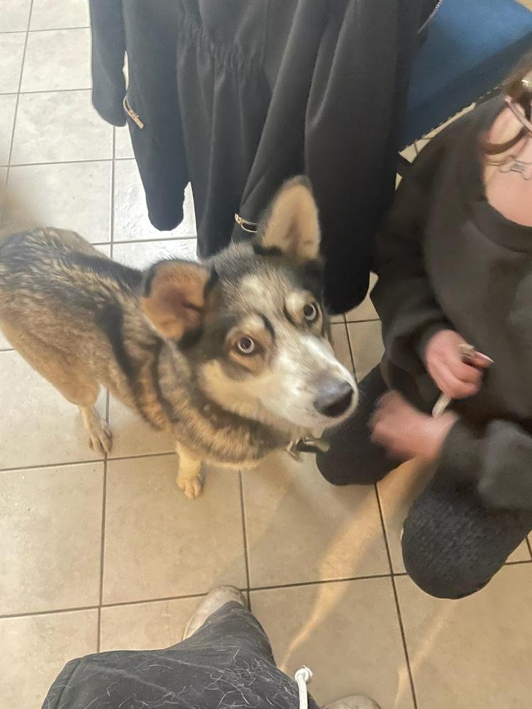 Enlarge Moana, a Adoptable Husky in Albuquerque, NM image 3/3