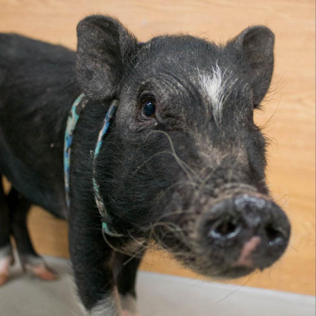 Waffles, Adoptable, Senior Female Vietnamese Pot Bellied.