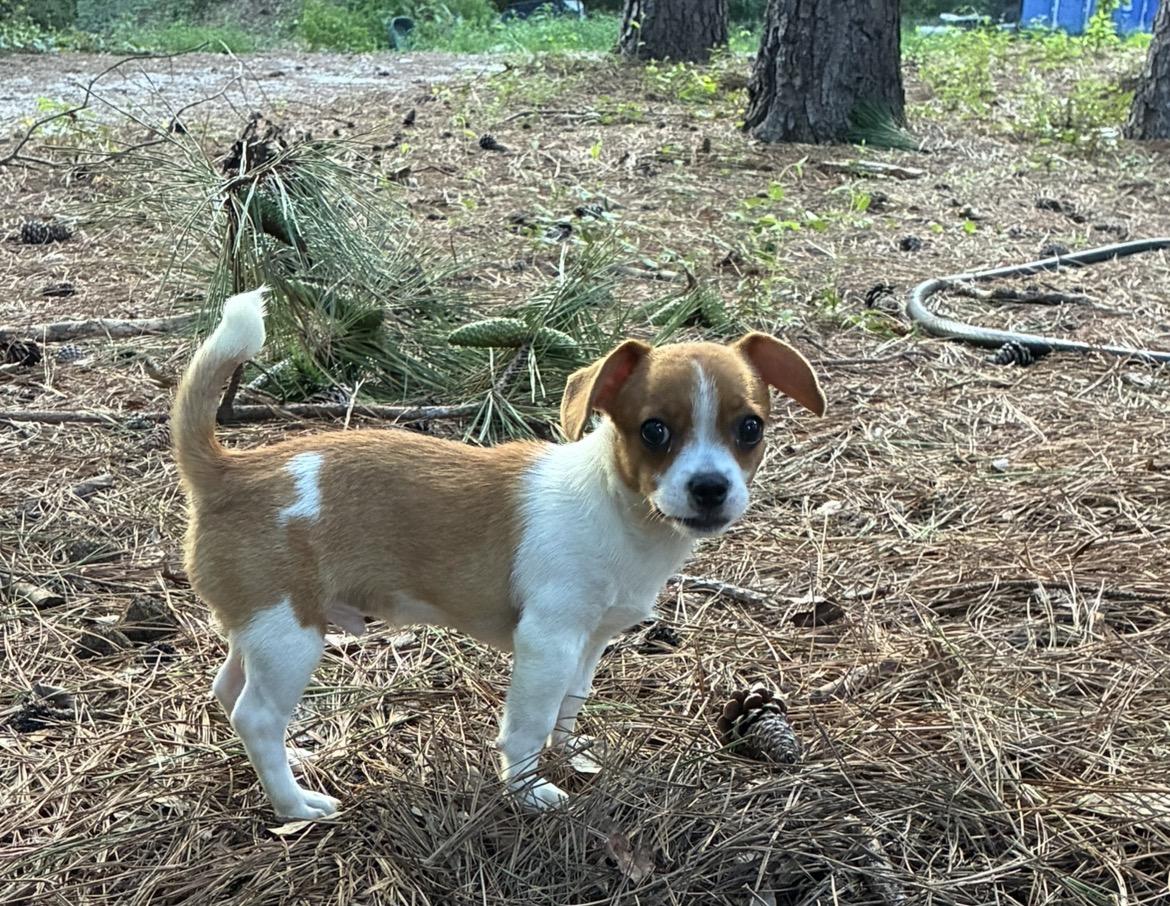 Enlarge Stitch, a Adopted mixed breed in Rock Hill, SC image 1/5