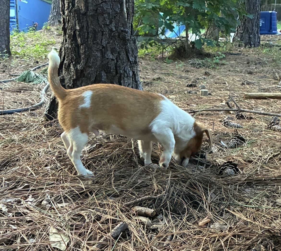 Enlarge Stitch, a Adopted mixed breed in Rock Hill, SC image 2/5