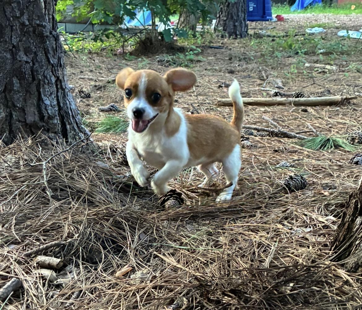 Enlarge Stitch, a Adopted mixed breed in Rock Hill, SC image 5/5