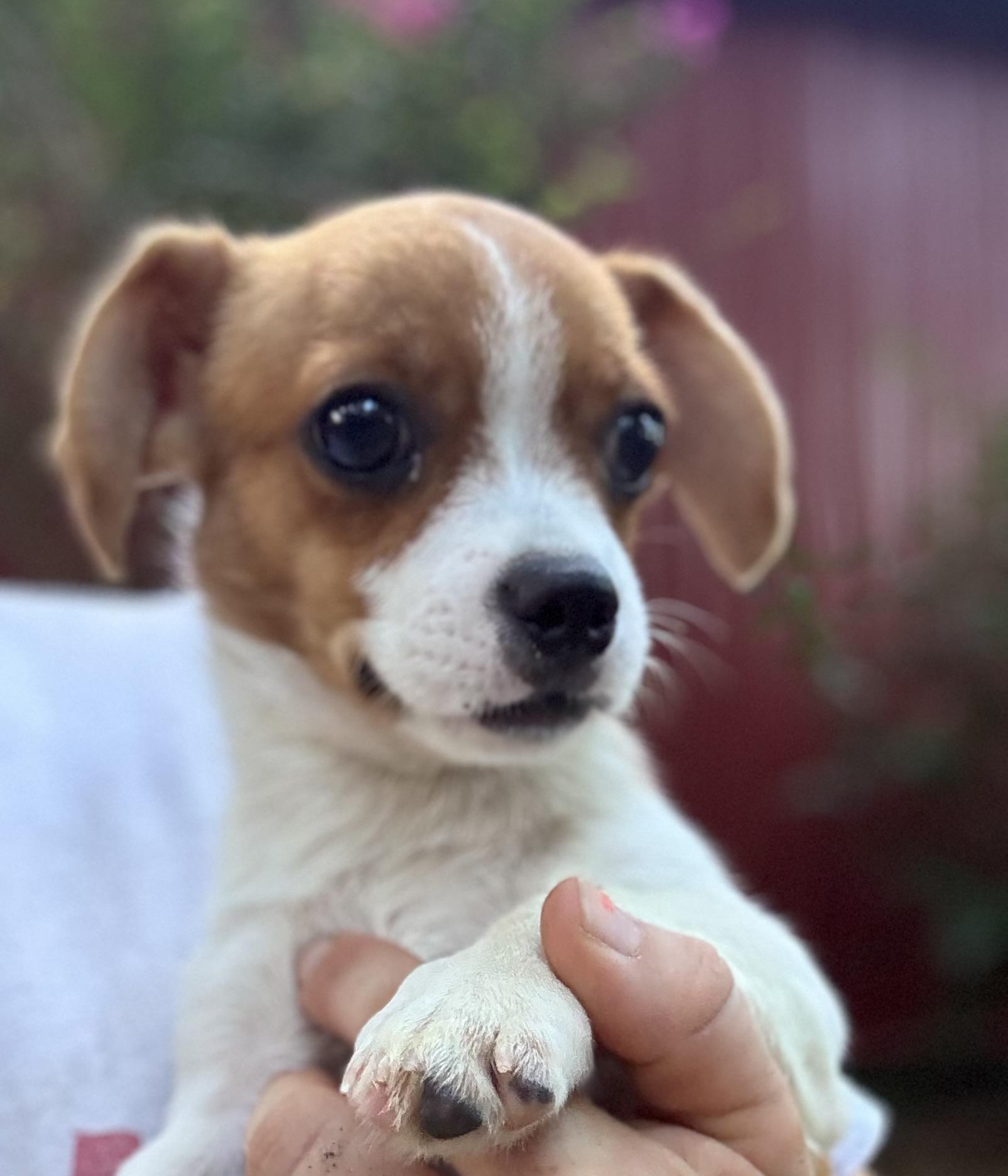 Enlarge Stitch, a Adopted mixed breed in Rock Hill, SC image 3/5
