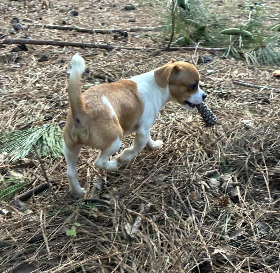 Enlarge Stitch, a Adopted mixed breed in Rock Hill, SC image 4/5