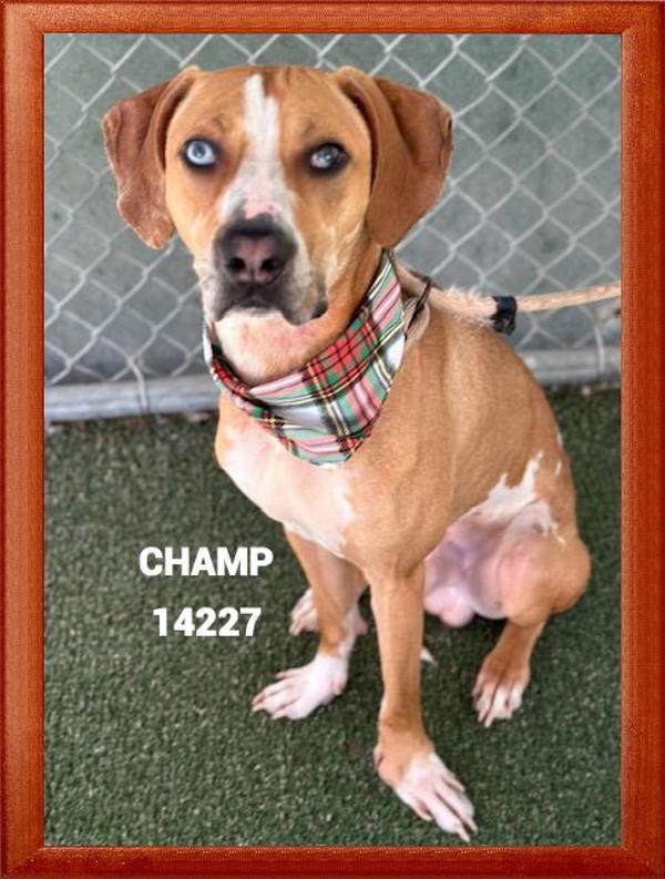 Champ (876), Adoptable, Adult Male Hound.
