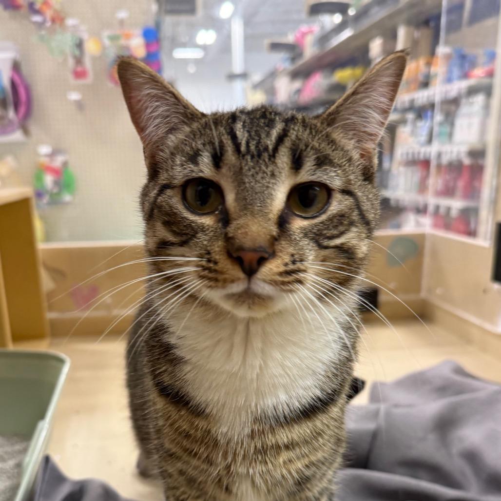 Enlarge Charlie, a Adoptable Domestic Short Hair in Aberdeen, NC image 1/1