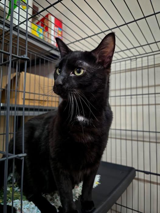 Cowboy, ADOPTABLE, Adult Male Domestic Short Hair.