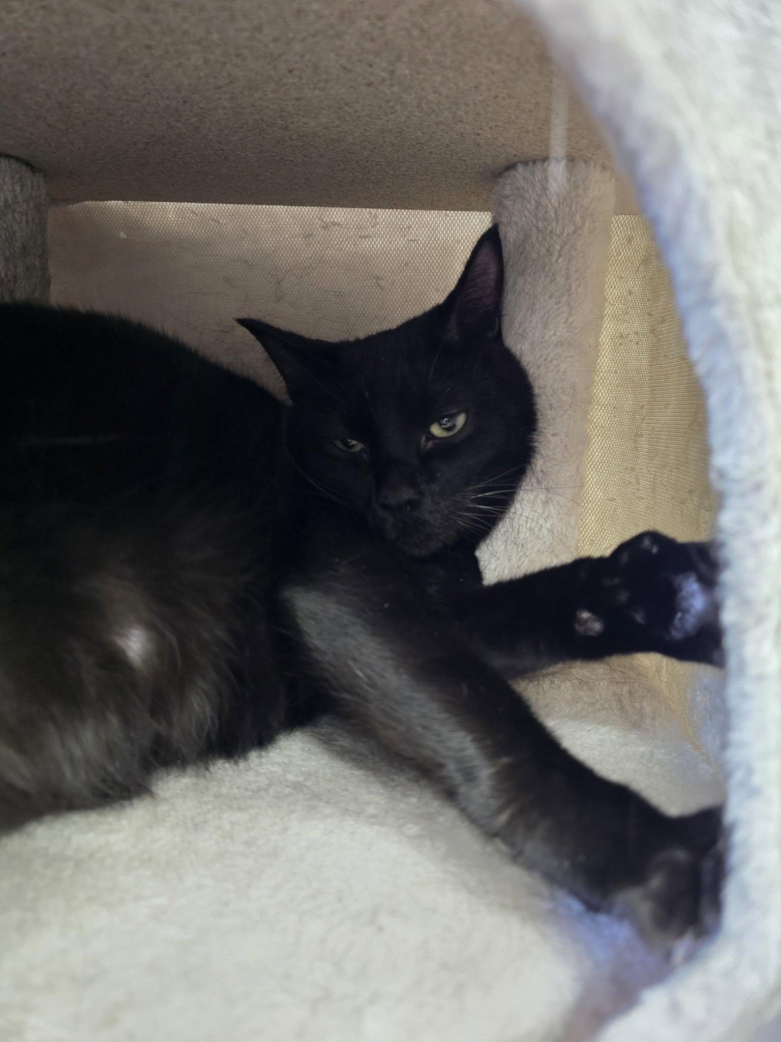Cowboy, ADOPTABLE, Adult Male Domestic Short Hair.