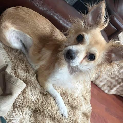 Bambi, a Adoptable mixed breed in Alma, WI image 2/6