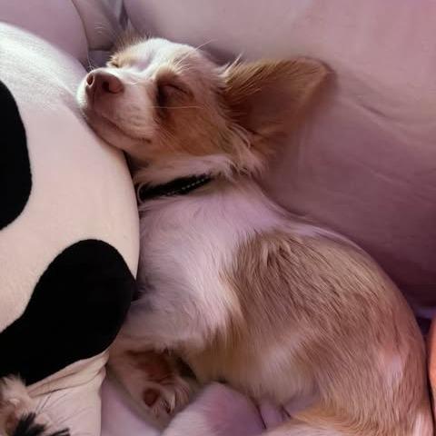Bambi, a Adoptable mixed breed in Alma, WI image 5/6