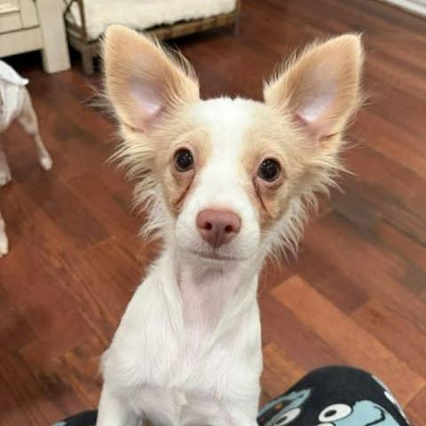Bambi, a Adoptable mixed breed in Alma, WI image 6/6
