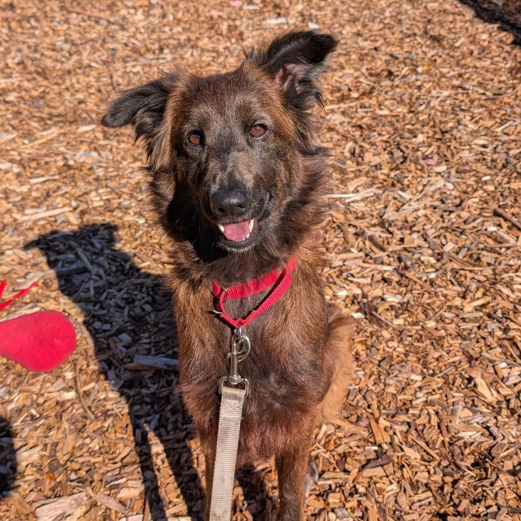 Enlarge Elena, a Adoptable mixed breed in Briarcliff Manor, NY image 1/5