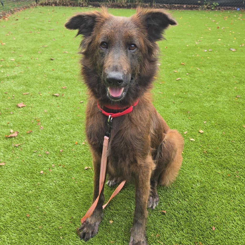 Enlarge Elena, a Adoptable mixed breed in Briarcliff Manor, NY image 2/5