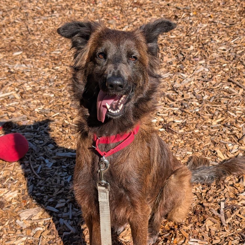 Enlarge Elena, a Adoptable mixed breed in Briarcliff Manor, NY image 3/5