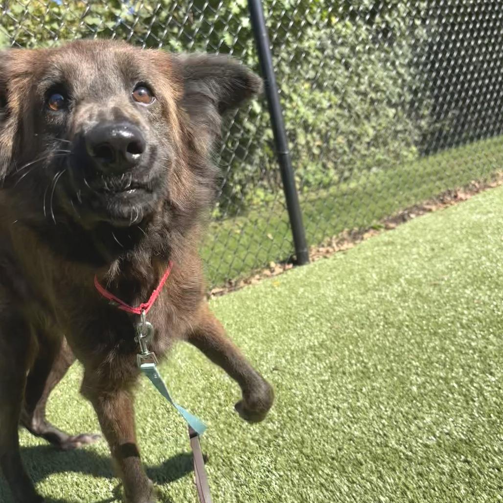 Enlarge Elena, a Adoptable mixed breed in Briarcliff Manor, NY image 4/5