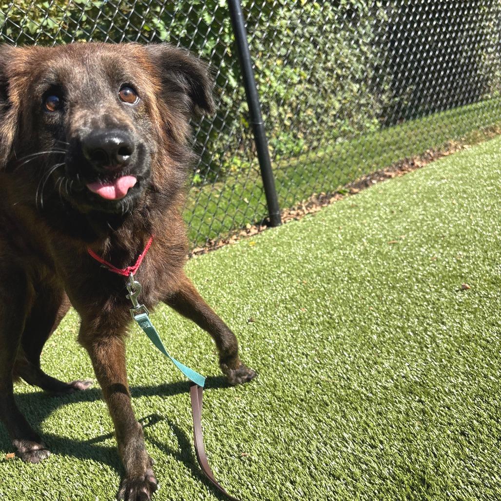 Enlarge Elena, a Adoptable mixed breed in Briarcliff Manor, NY image 5/5
