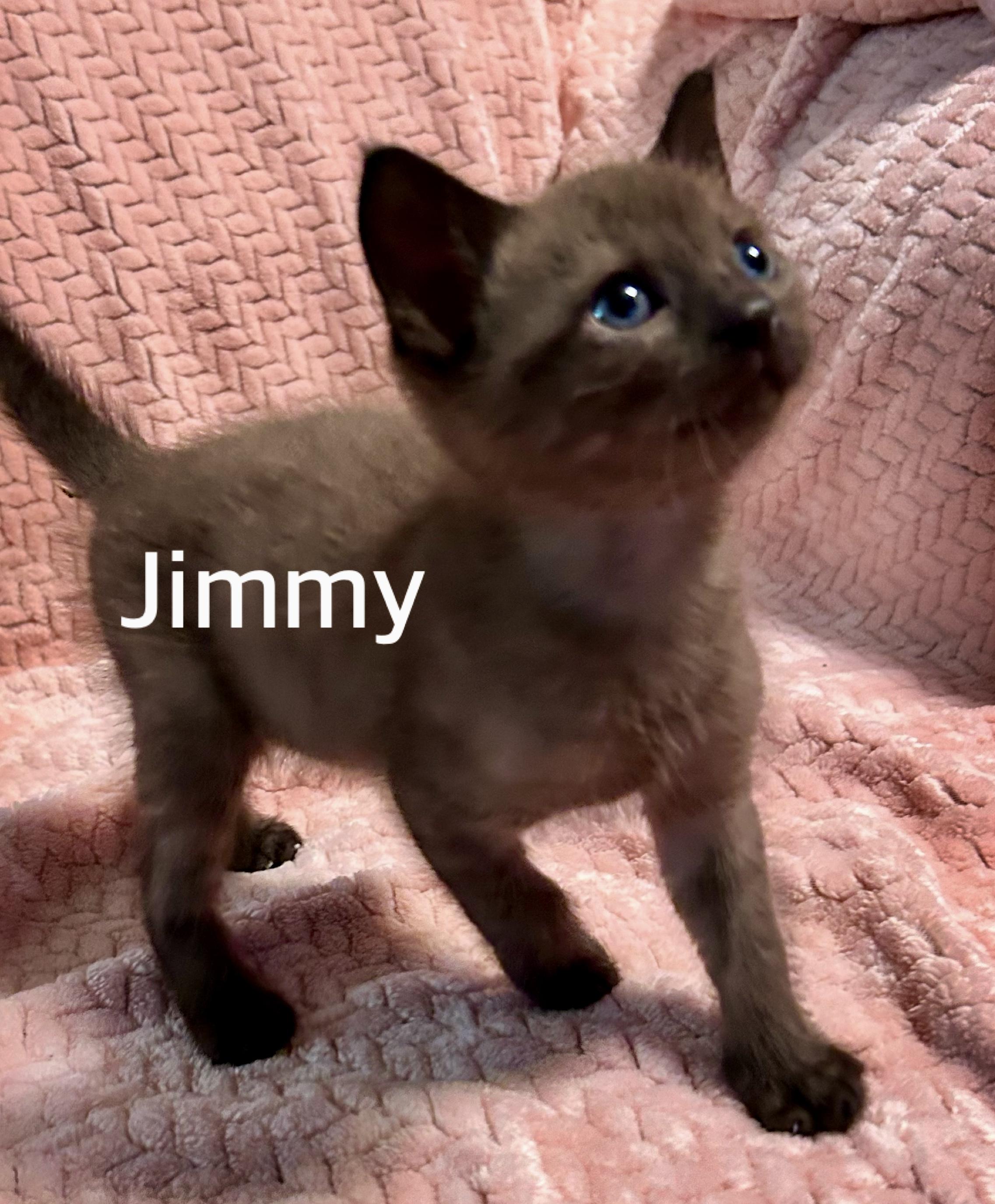 Jimmy, adopted, Kitten Male Domestic Short Hair.