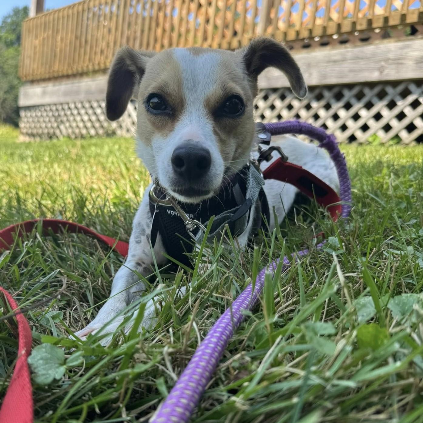 Dottie