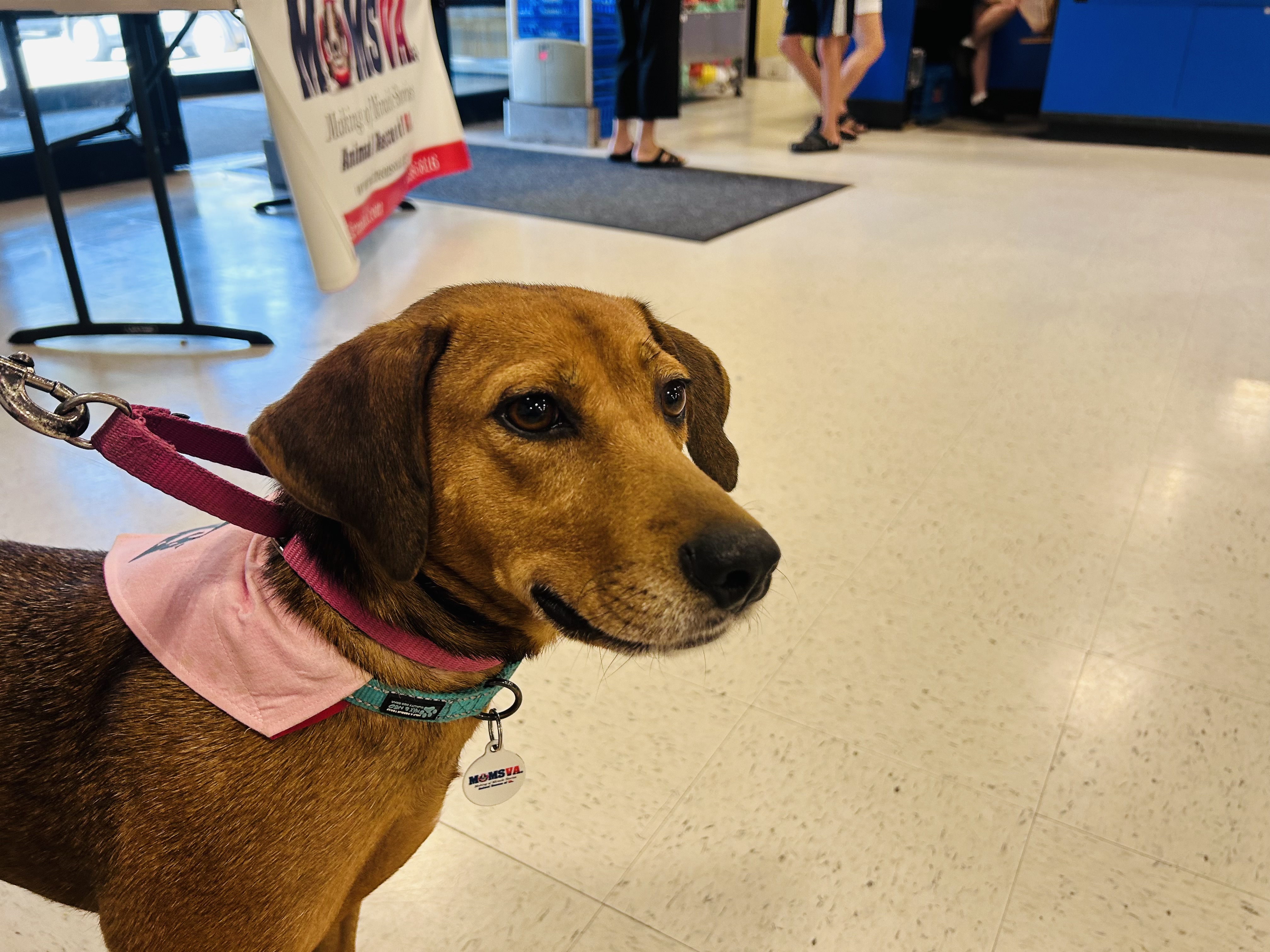 Olivia, Adult Female Hound