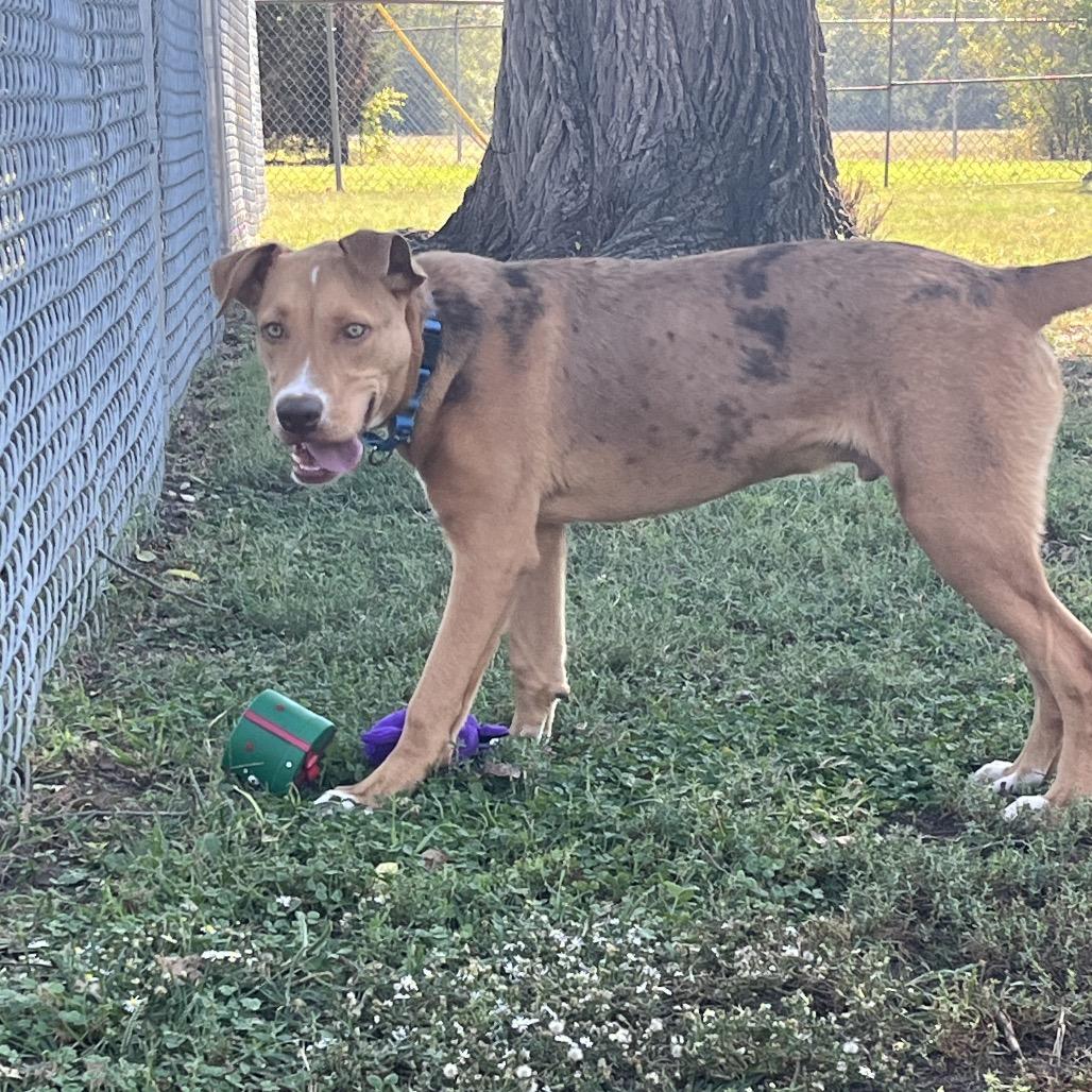 Carmelo, Adoptable, Young Male Catahoula Leopard Dog & Mixed Breed.