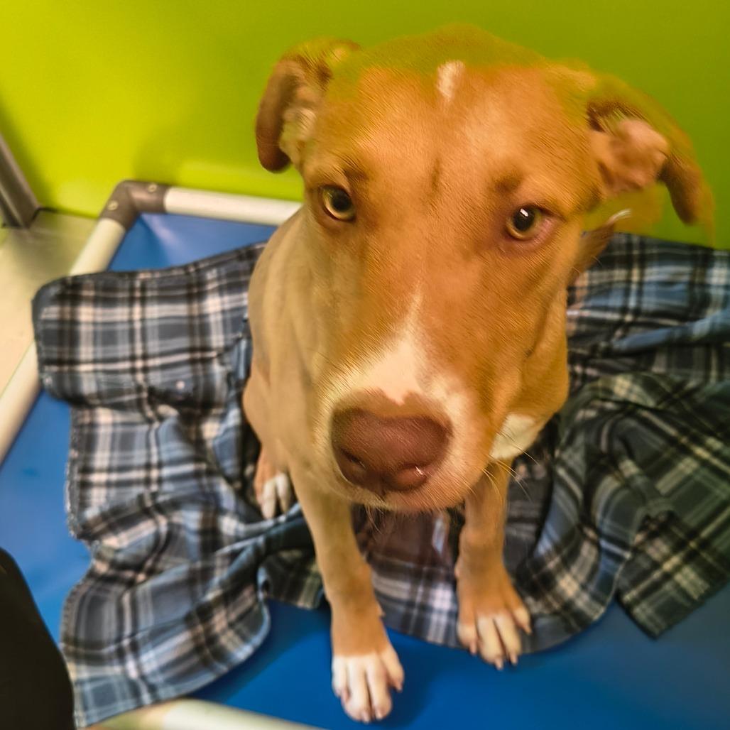 Carmelo, a Adoptable mixed breed in Tulsa, OK image 2/5