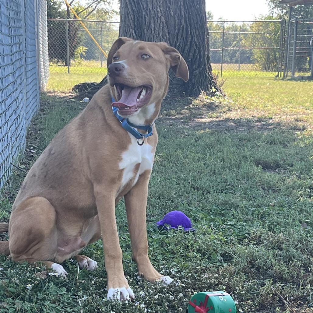 Carmelo, a Adoptable mixed breed in Tulsa, OK image 3/5