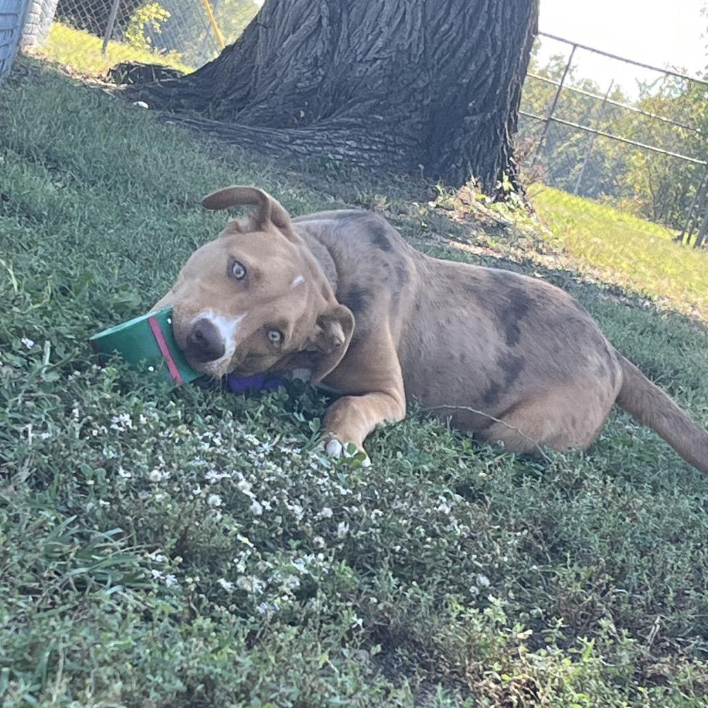 Carmelo, a Adoptable mixed breed in Tulsa, OK image 4/5