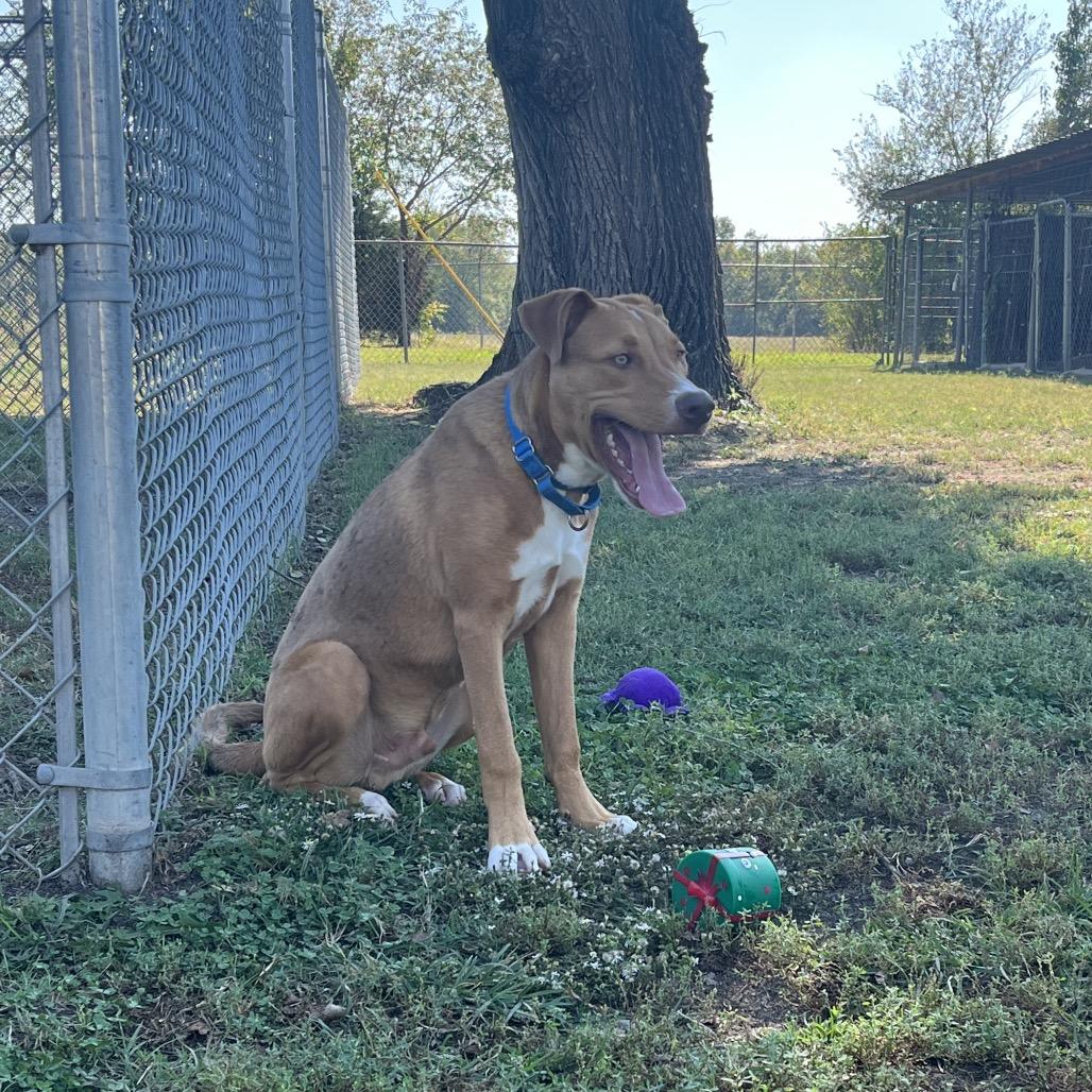 Carmelo, a Adoptable mixed breed in Tulsa, OK image 5/5