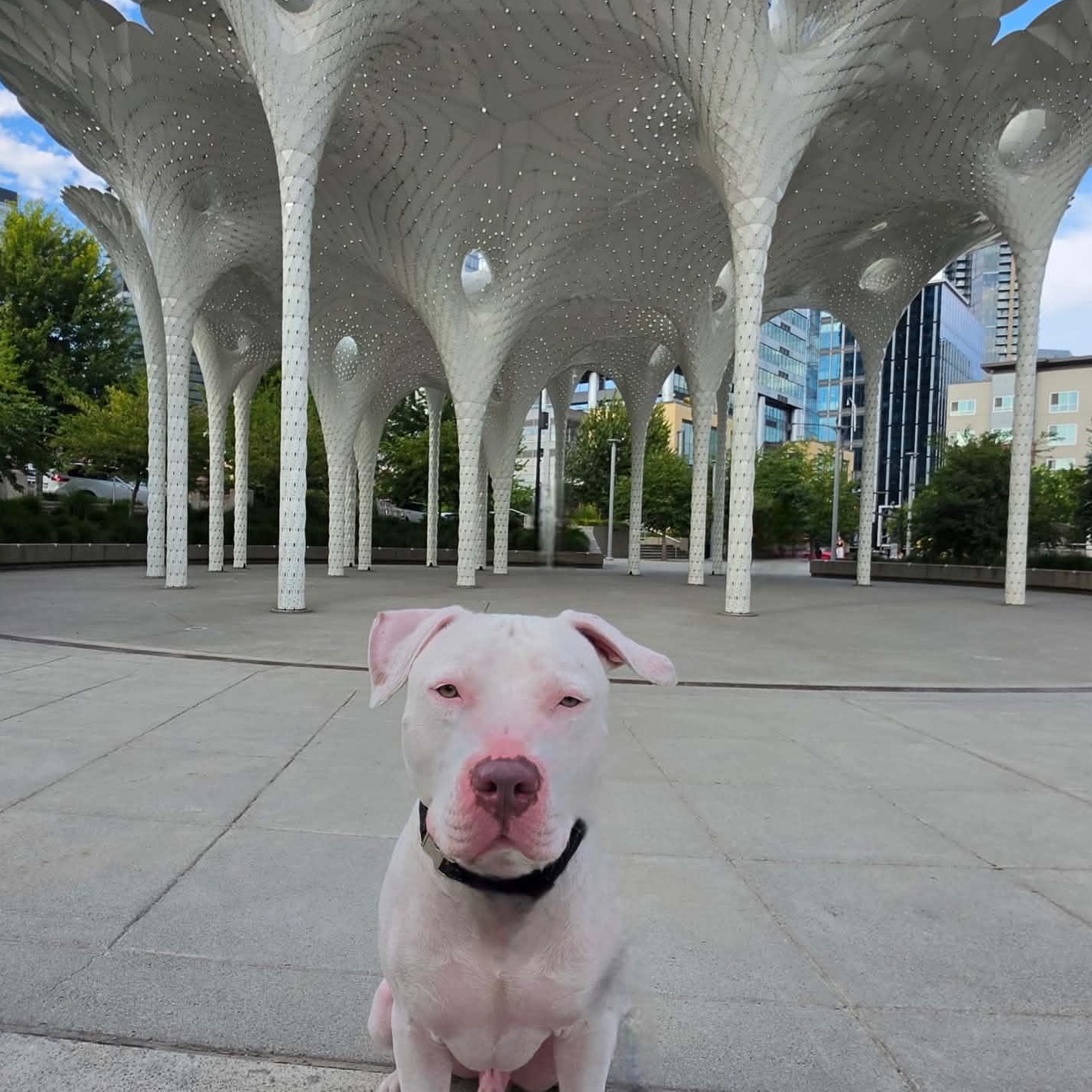 Enlarge CJ is the perfect staffie, a Adoptable mixed breed in Portland, OR image 4/6