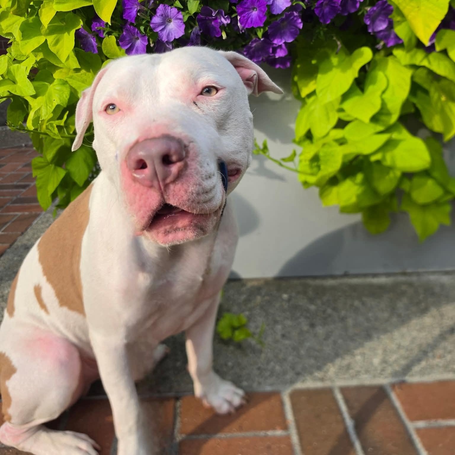 Enlarge CJ is the perfect staffie, a Adoptable mixed breed in Portland, OR image 6/6
