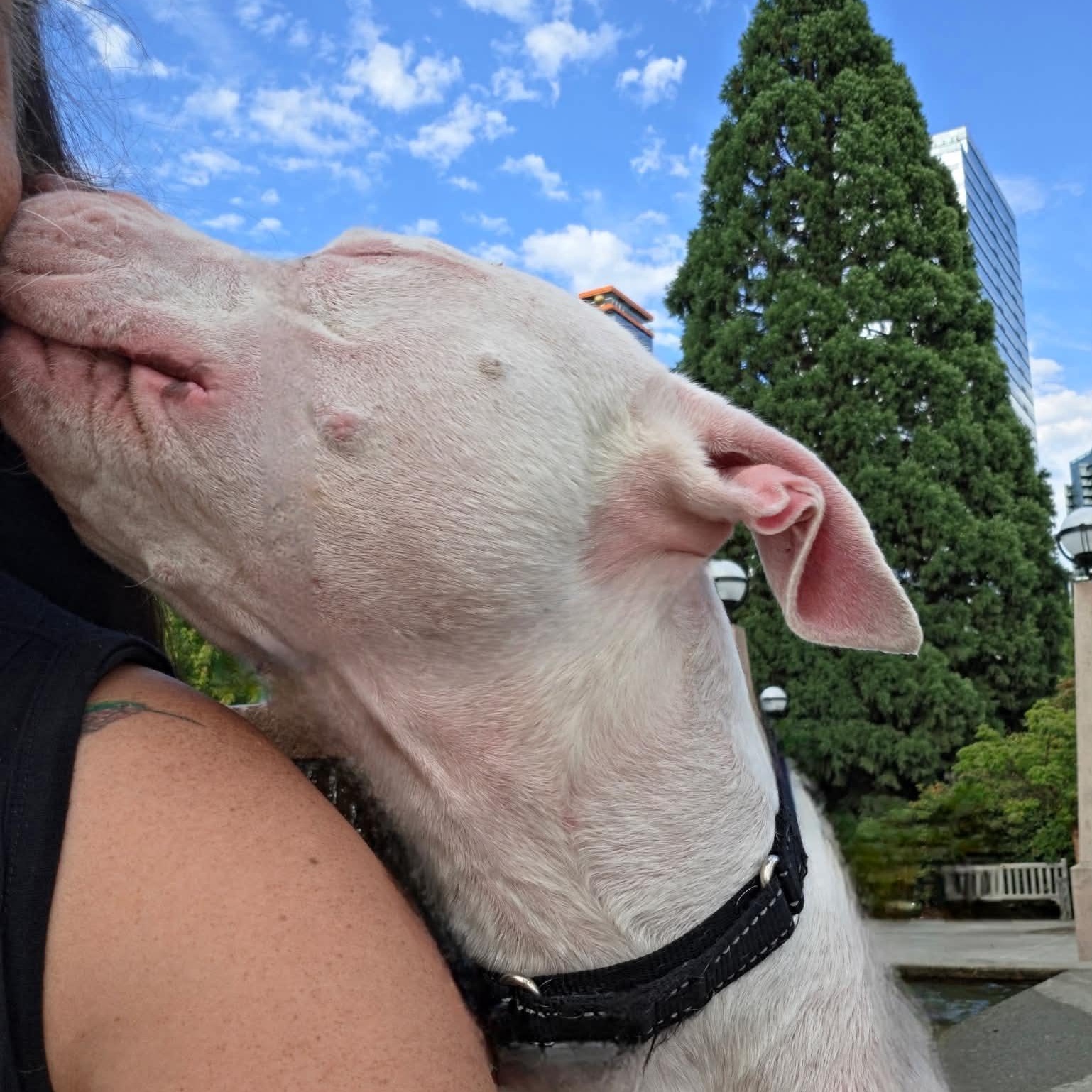Enlarge CJ is the perfect staffie, a Adoptable mixed breed in Portland, OR image 5/6