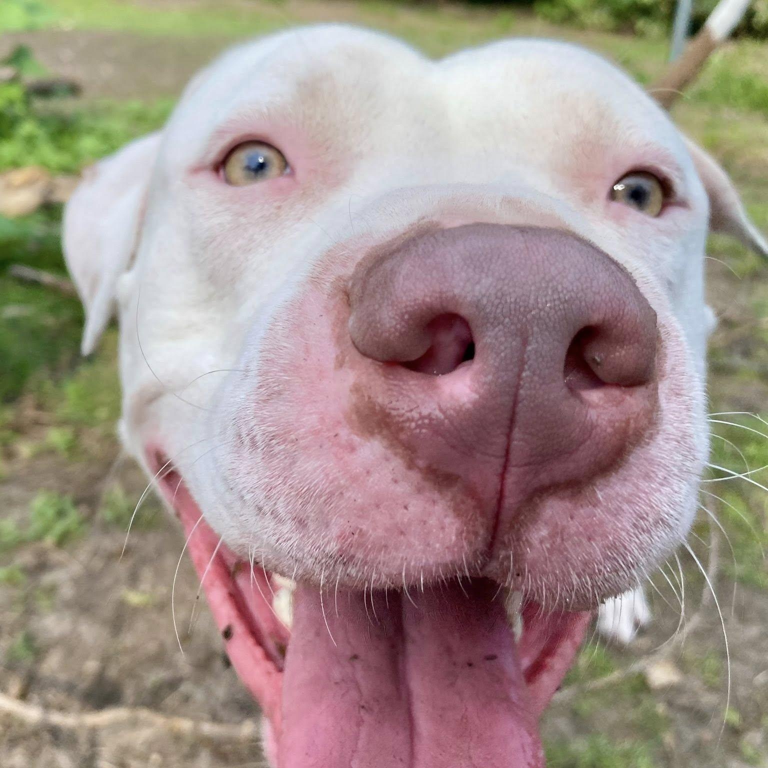 CJ, a Adoptable mixed breed in Portland, OR image 2/6