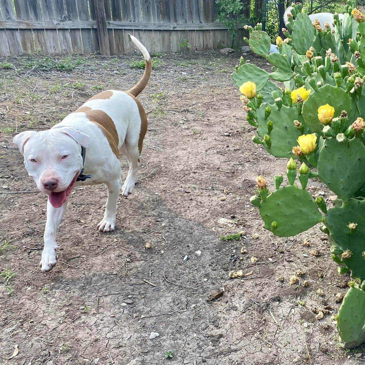 CJ, a Adoptable mixed breed in Portland, OR image 4/6