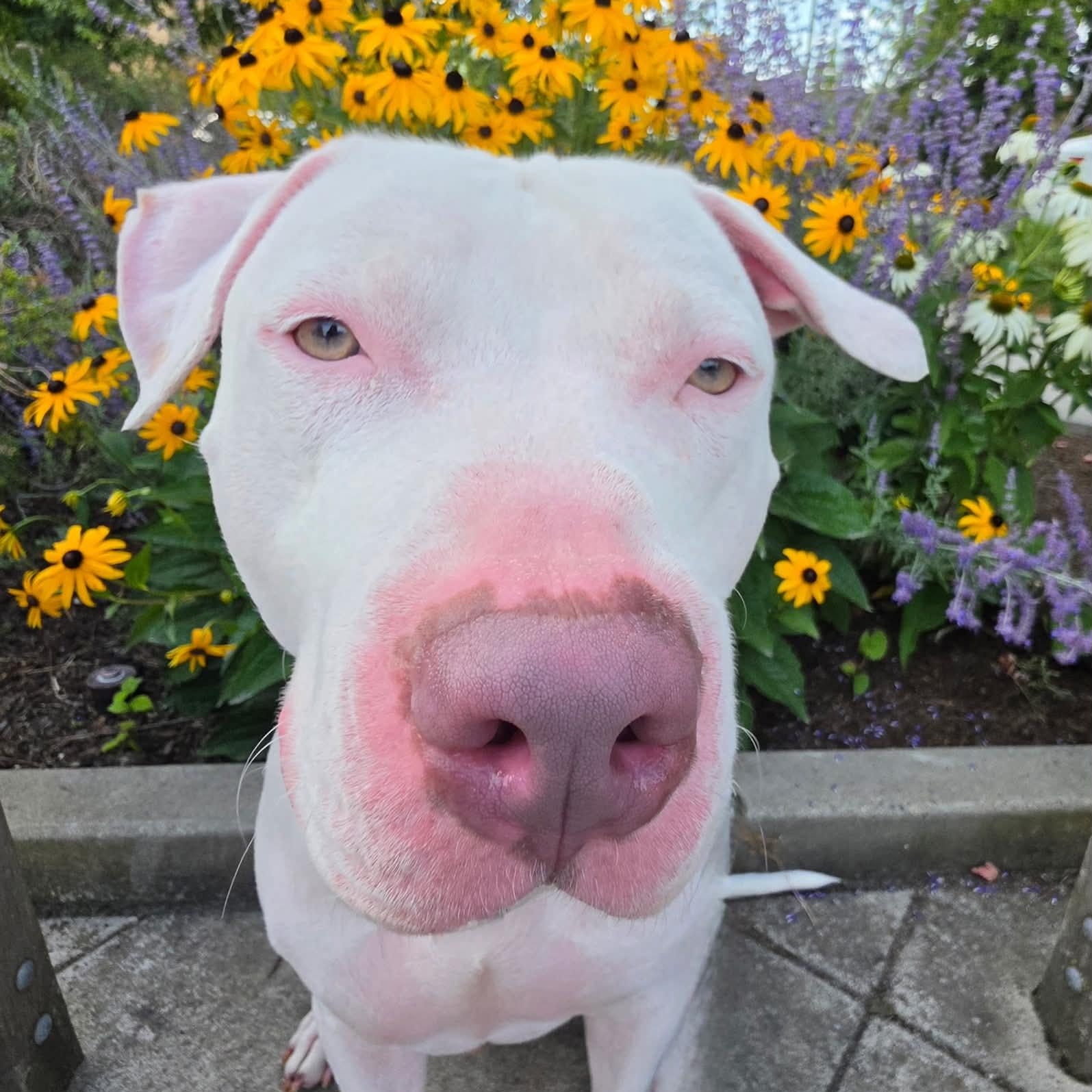 CJ is the perfect staffie, Adoptable, Young Male American Staffordshire Terrier.
