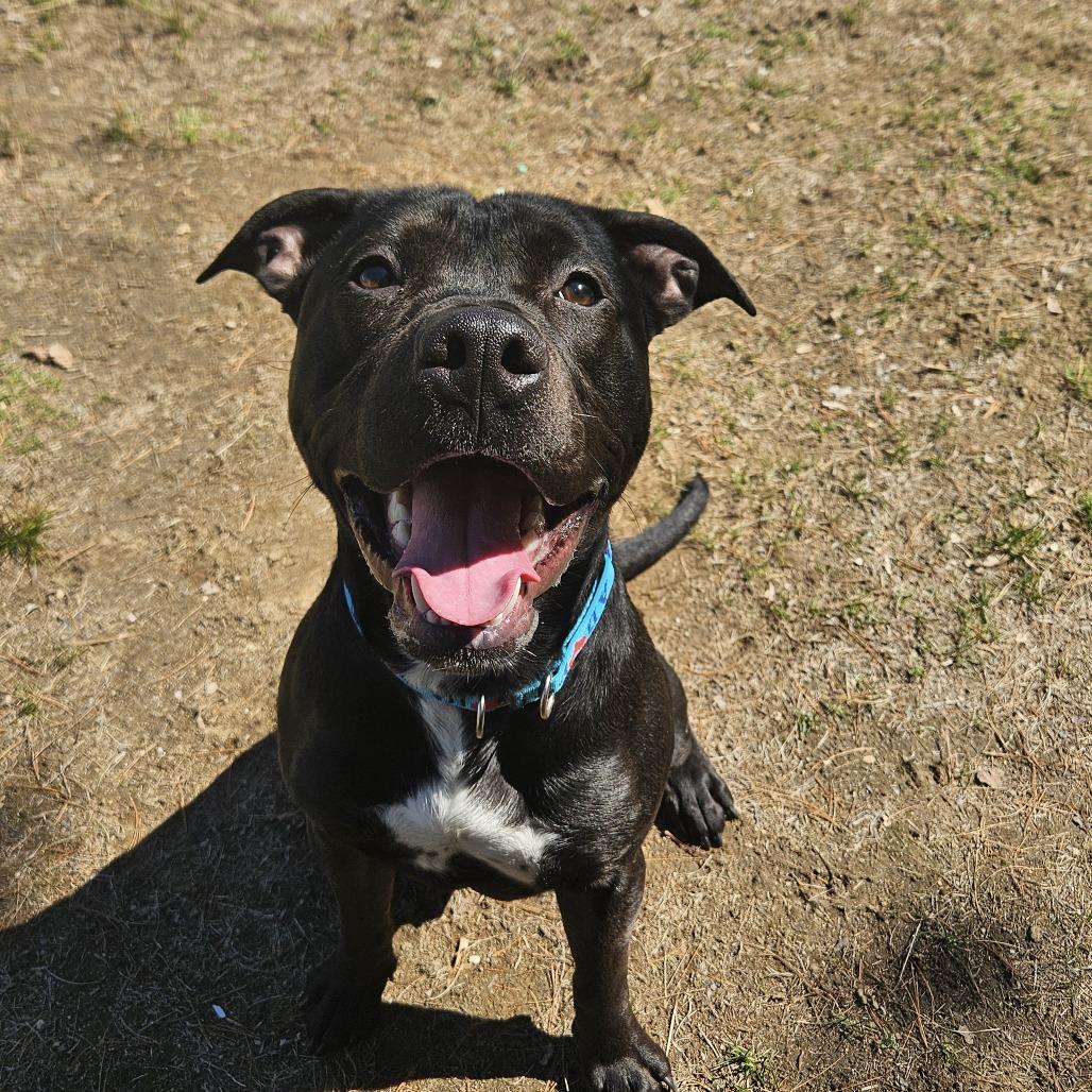 Remy, a Adoptable mixed breed in Conway, NH image 1/6