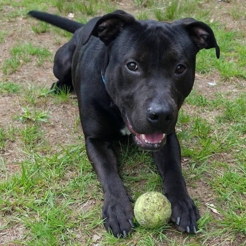 Remy, a Adoptable mixed breed in Conway, NH image 2/6