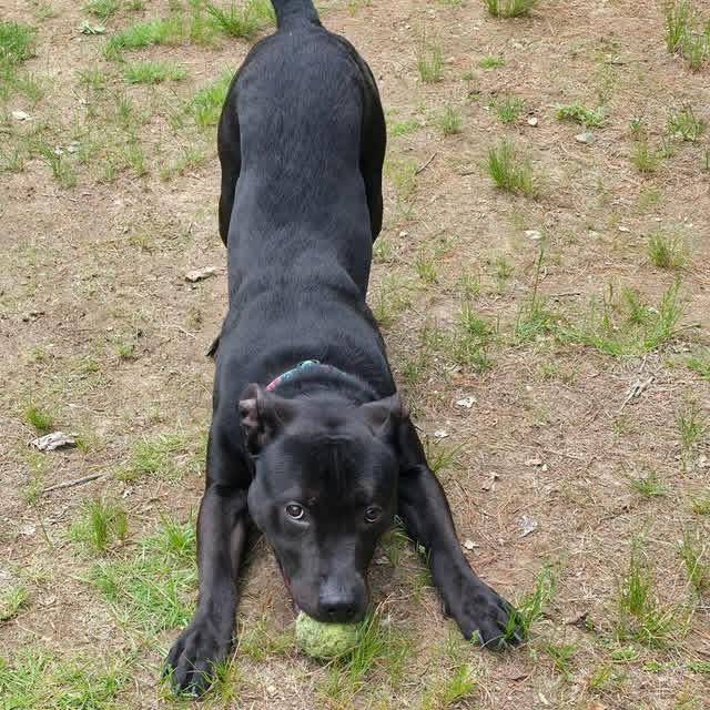 Remy, a Adoptable mixed breed in Conway, NH image 3/6
