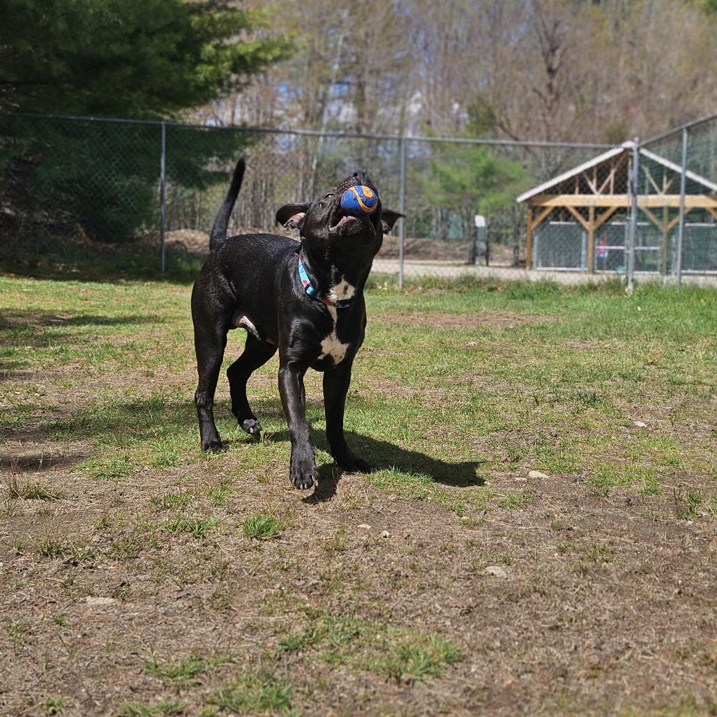 Remy, a Adoptable mixed breed in Conway, NH image 4/6